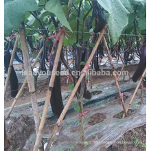 JE10 Duola high disease resistant chinese hybrid eggplant seeds for sales